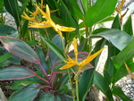 Puket Explorer  Wasserbüffelwagenfahrt Blume (TH).